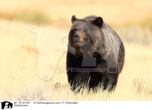 Grizzlybr / Grizzly bear / FF-01191
