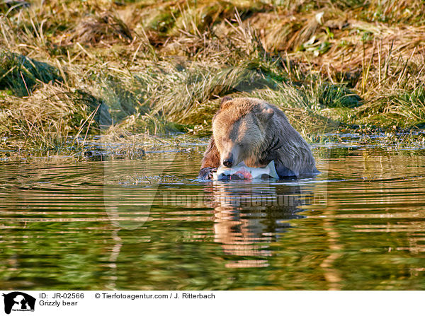 Grizzlybr / Grizzly bear / JR-02566