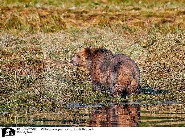 Grizzlybr / Grizzly bear / JR-02568