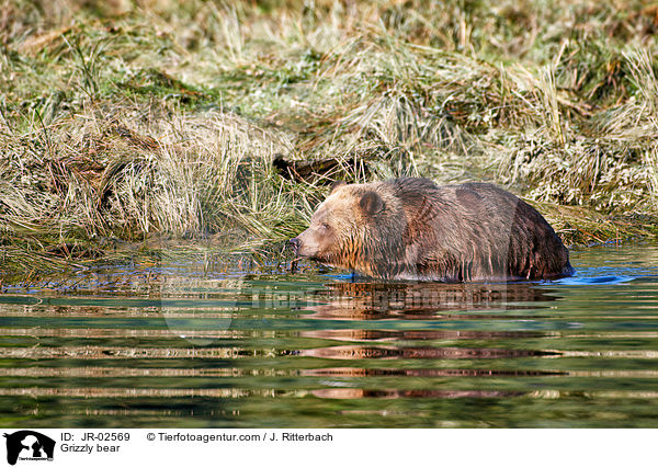 Grizzlybr / Grizzly bear / JR-02569