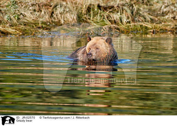 Grizzlybr / Grizzly bear / JR-02570