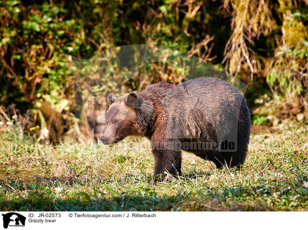 Grizzlybr / Grizzly bear / JR-02573