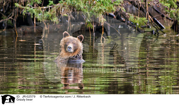 Grizzlybr / Grizzly bear / JR-02579