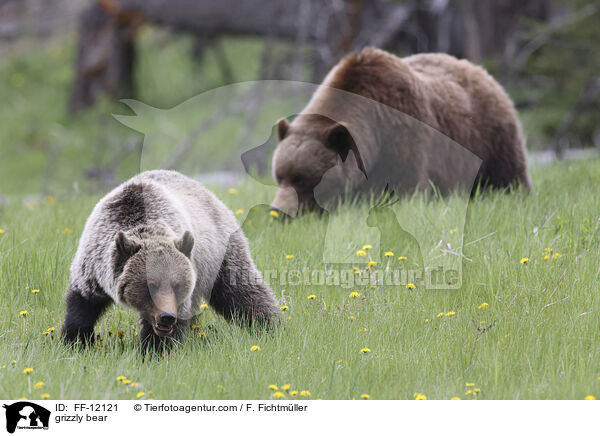grizzly bear / FF-12121