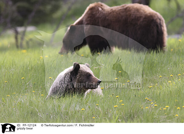 Grizzlybr / grizzly bear / FF-12124