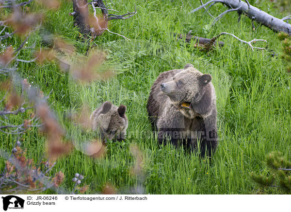 Grizzlybren / Grizzly bears / JR-06246