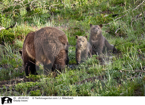 Grizzlybren / Grizzly bears / JR-06342
