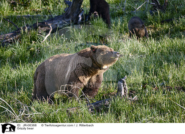 Grizzly bear / JR-06368