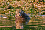 Grizzly bear
