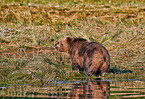 Grizzly bear