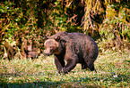 Grizzly bear