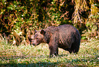 Grizzly bear