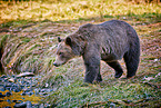 Grizzly bear