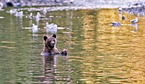 Grizzly bear