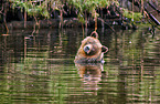 Grizzly bear