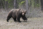 grizzly bear