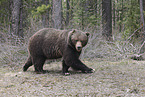 grizzly bear