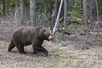 grizzly bear