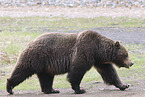 grizzly bear