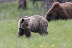 grizzly bear