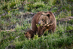 Grizzly bears