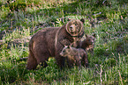 Grizzly bears