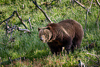 Grizzly bear