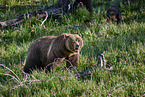 Grizzly bear