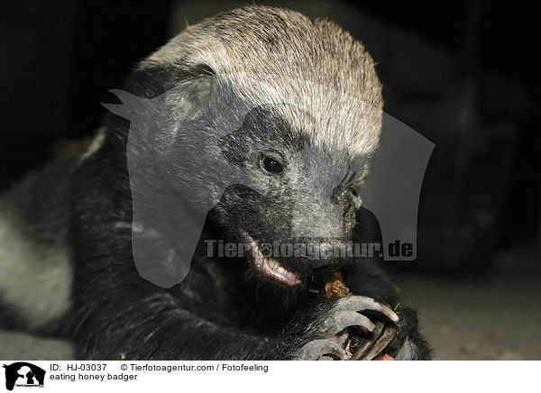 eating honey badger / HJ-03037