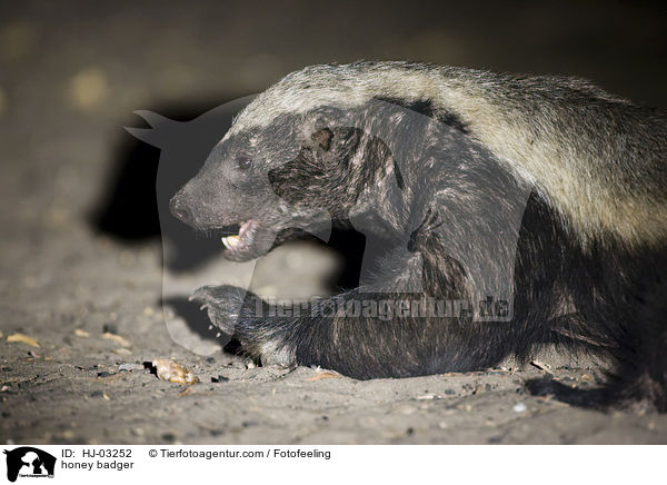 Honigdachs / honey badger / HJ-03252