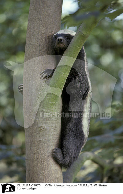 honey badger / FLPA-03675