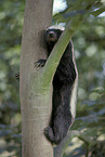 honey badger