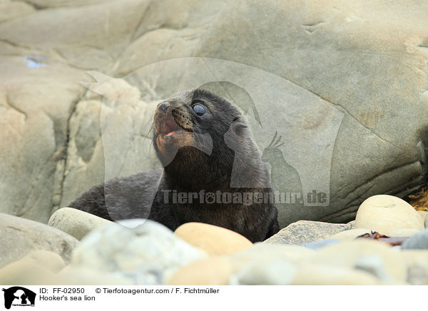 Neuseeländischer Seelöwe / Hooker's sea lion / FF-02950