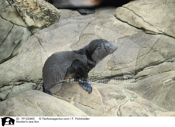 Neuseelndischer Seelwe / Hooker's sea lion / FF-02965