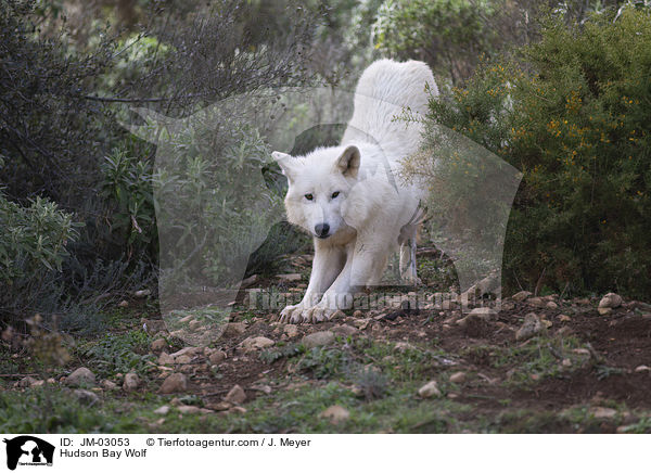 Kanadischer Wolf / Hudson Bay Wolf / JM-03053