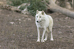 Hudson Bay wolf