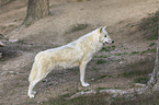 Hudson Bay wolf