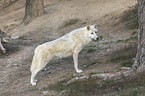 Hudson Bay wolf