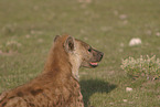 hyena