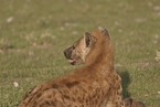 hyena