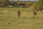 hyenas