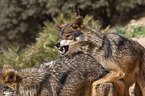 Iberian wolves