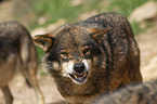 Iberian wolf