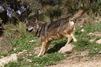 Iberian wolf