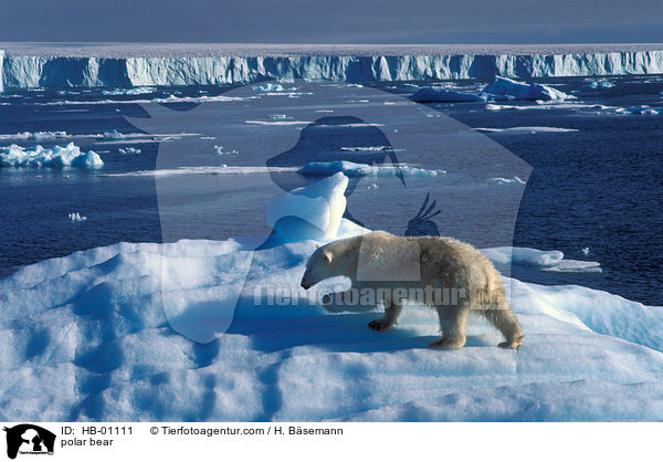 polar bear / HB-01111