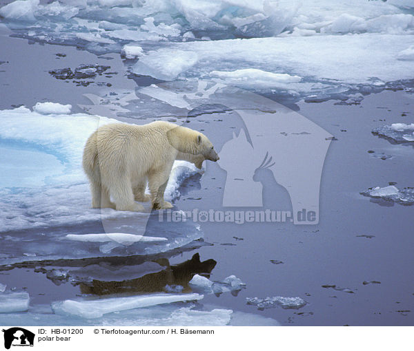 polar bear / HB-01200
