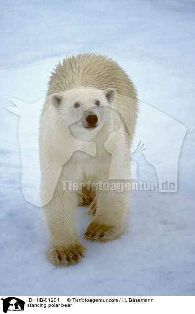 standing polar bear / HB-01201