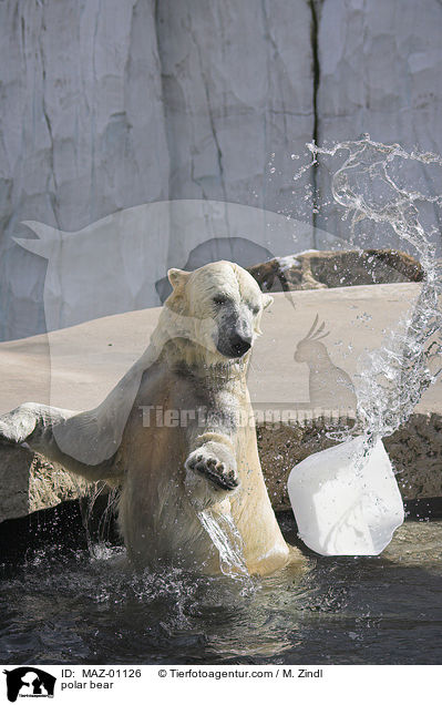 polar bear / MAZ-01126