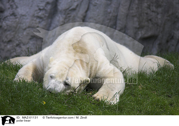 polar bear / MAZ-01131