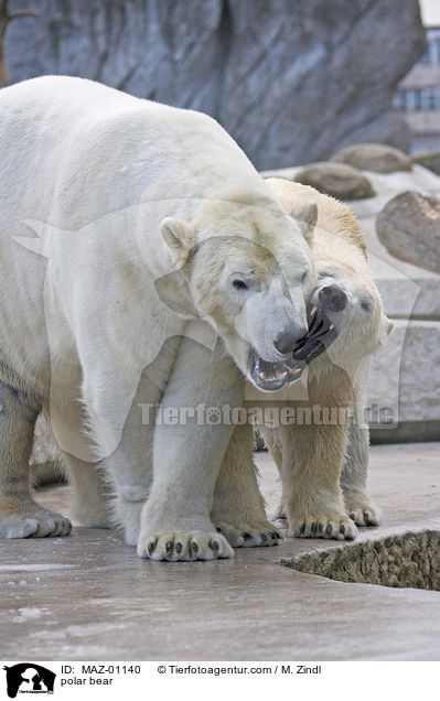 polar bear / MAZ-01140